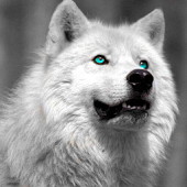 Аватар The_Werewolf_Thunder